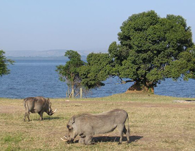Gorilla and Wildlife Safaris Uganda