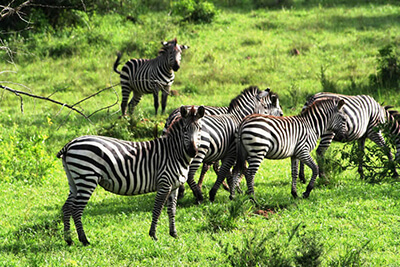 Lake Mburo Safari