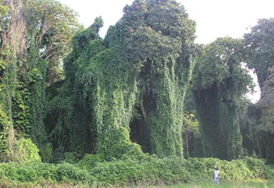 Tourist Attractions in Entebbe