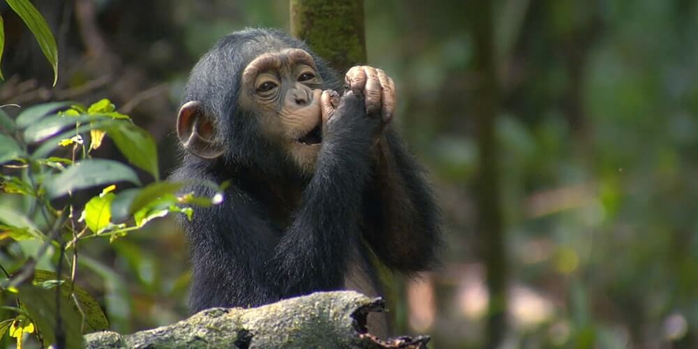 Chimpanzee Habituation Experience