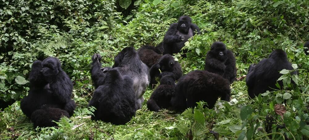 Rwanda Gorilla Groups