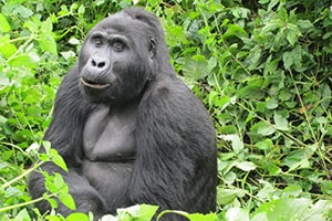 Tourist Sites in Uganda