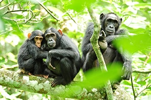Tourist Sites in Uganda