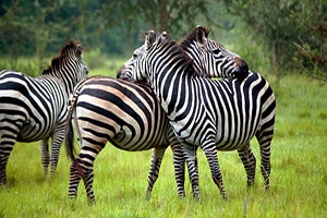 Tourist Sites in Uganda