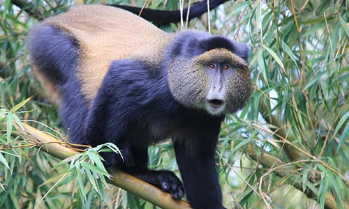 Golden Monkey Trekking Uganda